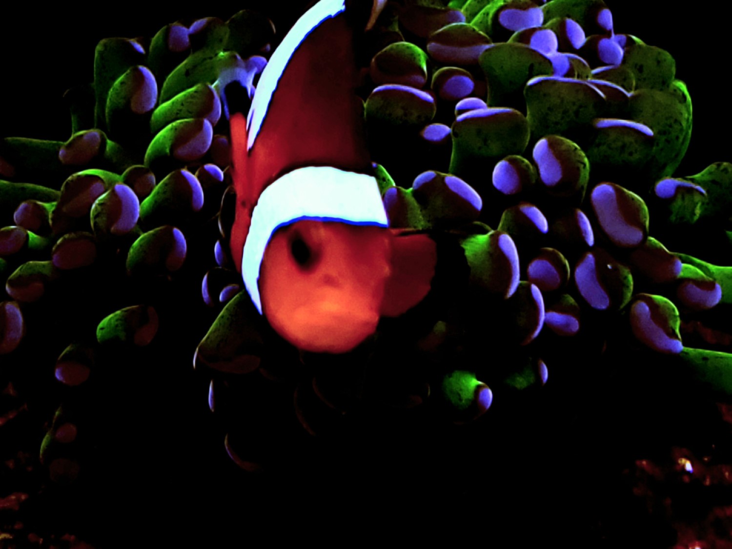 reef photo